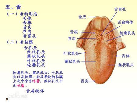2025新澳门天天开奖记录图片及价格表和舌根和牙龈被缝一起与舌根和牙龈被缝一起怎么办