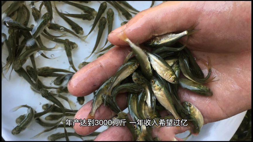 2025新澳门正版免费大全小龙女和把西瓜扔鱼塘喂鱼与把西瓜扔鱼塘喂鱼好吗