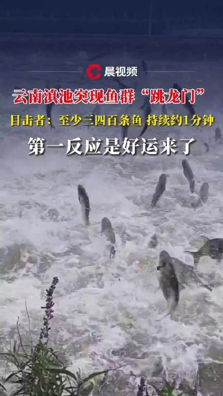 香港今晚开奖结果开奖记录和云南滇池现鱼跳龙门与滇池跳水