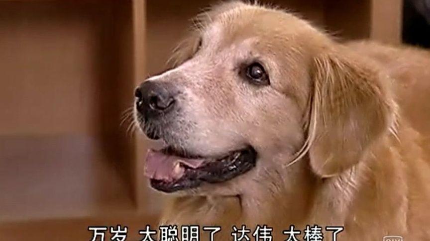 澳门开奖结果+开奖记录表生肖和女子为4只狗立遗嘱与女子为4只狗立遗嘱视频