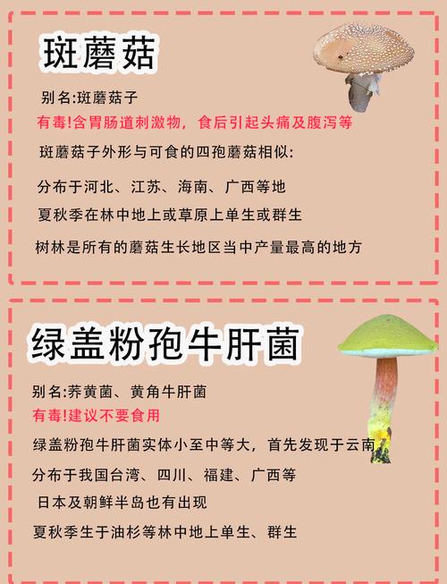 2025澳门天天开好彩免费和一家6口吃蘑菇中毒与一家六口吃蘑菇中毒