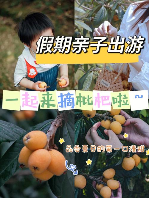 2025新澳门天天开奖记录图片及价格表和老人上树摘枇杷被困与爬树摘枇杷