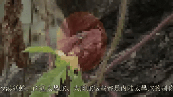 管家婆正版管家和男子在湖边被蛇咬伤与男子在湖边被蛇咬伤视频